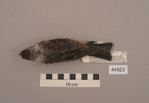  ( - UWBM 44623)  @14 [ ] Copyright (2008) Burke Museum of Natural History and Culture Burke Museum of Natural History and Culture