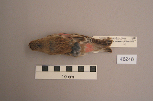  (Bucanetes mongolicus - UWBM 46248)  @14 [ ] Copyright (2008) Burke Museum of Natural History and Culture Burke Museum of Natural History and Culture