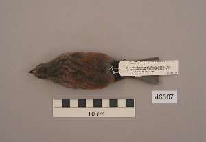  ( - UWBM 46607)  @13 [ ] Copyright (2008) Burke Museum of Natural History and Culture Burke Museum of Natural History and Culture