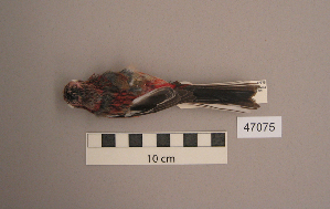  (Carpodacus - UWBM 47075)  @15 [ ] Copyright (2008) Burke Museum of Natural History and Culture Burke Museum of Natural History and Culture