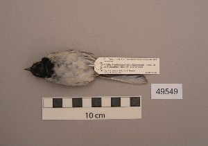  ( - UWBM 49549)  @13 [ ] Copyright (2008) Burke Museum of Natural History and Culture Burke Museum of Natural History and Culture
