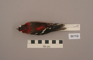  (Loxia leucoptera - UWBM 56799)  @14 [ ] Copyright (2008) Burke Museum of Natural History and Culture Burke Museum of Natural History and Culture