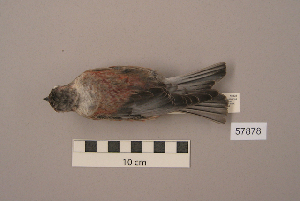  ( - UWBM 57878)  @13 [ ] Copyright (2008) Burke Museum of Natural History and Culture Burke Museum of Natural History and Culture