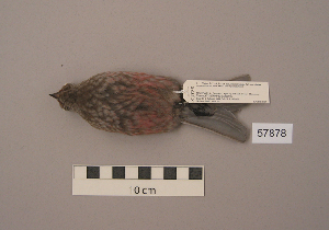 ( - UWBM 57878)  @13 [ ] Copyright (2008) Burke Museum of Natural History and Culture Burke Museum of Natural History and Culture