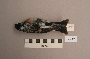  (Fringilla montifringilla - UWBM 59521)  @15 [ ] Copyright (2008) Burke Museum of Natural History and Culture Burke Museum of Natural History and Culture