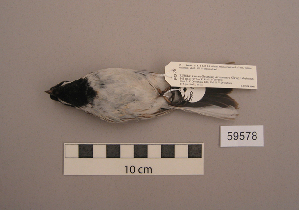  ( - UWBM 59578)  @13 [ ] Copyright (2008) Burke Museum of Natural History and Culture Burke Museum of Natural History and Culture