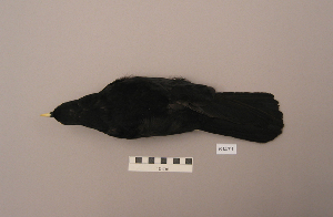  ( - UWBM 61471)  @14 [ ] Copyright (2008) Burke Museum of Natural History and Culture Burke Museum of Natural History and Culture