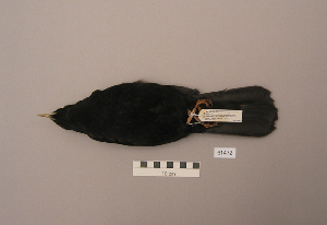  ( - UWBM 61472)  @14 [ ] Copyright (2008) Burke Museum of Natural History and Culture Burke Museum of Natural History and Culture