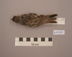  ( - UWBM 64797)  @14 [ ] Copyright (2008) Burke Museum of Natural History and Culture Burke Museum of Natural History and Culture