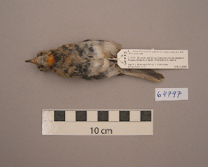  ( - UWBM 64797)  @13 [ ] Copyright (2008) Burke Museum of Natural History and Culture Burke Museum of Natural History and Culture