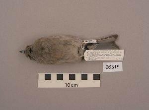  ( - UWBM 66515)  @13 [ ] Copyright (2008) Burke Museum of Natural History and Culture Burke Museum of Natural History and Culture