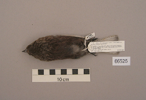  ( - UWBM 66525)  @13 [ ] Copyright (2008) Burke Museum of Natural History and Culture Burke Museum of Natural History and Culture
