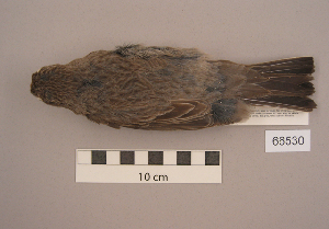  (Carpodacus rubicilla - UWBM 66530)  @15 [ ] Copyright (2008) Burke Museum of Natural History and Culture Burke Museum of Natural History and Culture