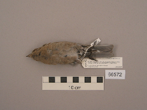  ( - UWBM 66572)  @13 [ ] Copyright (2008) Burke Museum of Natural History and Culture Burke Museum of Natural History and Culture
