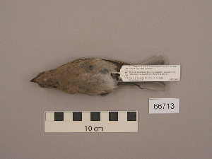 ( - UWBM 66713)  @13 [ ] Copyright (2008) Burke Museum of Natural History and Culture Burke Museum of Natural History and Culture