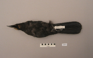  (Corvus macrorhynchos - UWBM 72006)  @13 [ ] Copyright (2008) Burke Museum of Natural History and Culture Burke Museum of Natural History and Culture