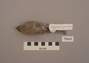  ( - UWBM 75644)  @13 [ ] Copyright (2008) Burke Museum of Natural History and Culture Burke Museum of Natural History and Culture