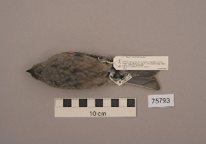  ( - UWBM 75793)  @13 [ ] Copyright (2008) Burke Museum of Natural History and Culture Burke Museum of Natural History and Culture