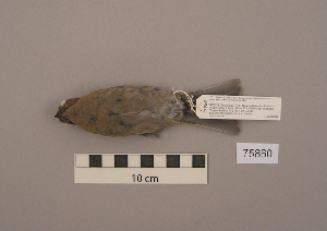  ( - UWBM 75860)  @13 [ ] Copyright (2008) Burke Museum of Natural History and Culture Burke Museum of Natural History and Culture