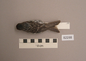  (Acanthis flammea - UWBM 82288)  @14 [ ] Copyright (2008) Burke Museum of Natural History and Culture Burke Museum of Natural History and Culture