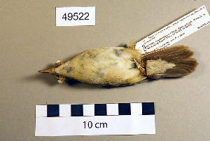  ( - UWBM 49522)  @13 [ ] Copyright (2008) Burke Museum of Natural History and Culture Burke Museum of Natural History and Culture