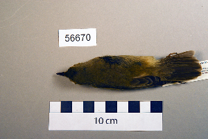  ( - UWBM 56670)  @13 [ ] Copyright (2008) Burke Museum of Natural History and Culture Burke Museum of Natural History and Culture