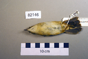  ( - UWBM 82146)  @13 [ ] Copyright (2008) Burke Museum of Natural History and Culture Burke Museum of Natural History and Culture
