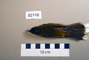  ( - UWBM 82146)  @13 [ ] Copyright (2008) Burke Museum of Natural History and Culture Burke Museum of Natural History and Culture