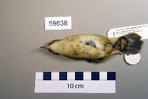  ( - UWBM 59638)  @13 [ ] Copyright (2008) Burke Museum of Natural History and Culture Burke Museum of Natural History and Culture