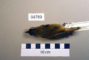  ( - UWBM 64789)  @13 [ ] Copyright (2008) Burke Museum of Natural History and Culture Burke Museum of Natural History and Culture