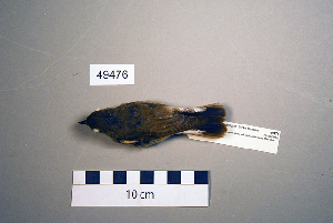  (Ficedula parva - UWBM 49476)  @14 [ ] Copyright (2008) Burke Museum of Natural History and Culture Burke Museum of Natural History and Culture