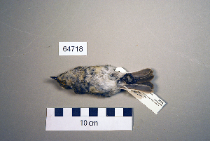  (Ficedula semitorquata - UWBM 64718)  @14 [ ] Copyright (2008) Burke Museum of Natural History and Culture Burke Museum of Natural History and Culture