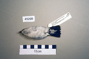  (Ficedula albicollis - UWBM 49299)  @13 [ ] Copyright (2008) Burke Museum of Natural History and Culture Burke Museum of Natural History and Culture