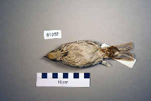  (Emberiza calandra - UWBM 61357)  @13 [ ] Copyright (2008) Burke Museum of Natural History and Culture Burke Museum of Natural History and Culture