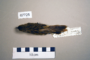  (Locustella naevia - UWBM 67725)  @14 [ ] Copyright (2008) Burke Museum of Natural History and Culture Burke Museum of Natural History and Culture