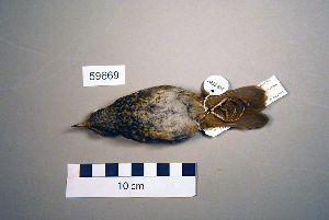  (Luscinia luscinia - UWBM 59669)  @14 [ ] Copyright (2008) Burke Museum of Natural History and Culture Burke Museum of Natural History and Culture