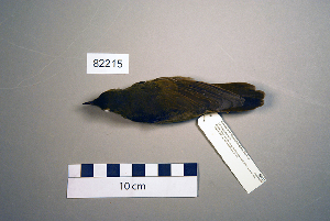  (Locustella fluviatilis - UWBM 82215)  @13 [ ] Copyright (2008) Burke Museum of Natural History and Culture Burke Museum of Natural History and Culture