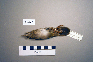  (Locustella fluviatilis - UWBM 49471)  @13 [ ] Copyright (2008) Burke Museum of Natural History and Culture Burke Museum of Natural History and Culture