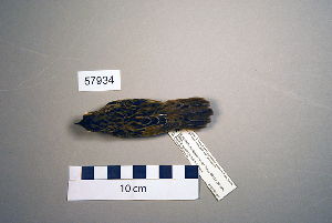  (Locustella lanceolata - UWBM 57934)  @14 [ ] Copyright (2008) Burke Museum of Natural History and Culture Burke Museum of Natural History and Culture
