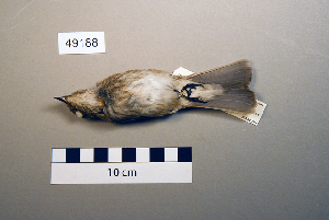  (Muscicapa striata - UWBM 49188)  @15 [ ] Copyright (2008) Burke Museum of Natural History and Culture Burke Museum of Natural History and Culture