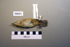 (Phylloscopus fuscatus - UWBM 59684)  @13 [ ] Copyright (2008) Burke Museum of Natural History and Culture Burke Museum of Natural History and Culture
