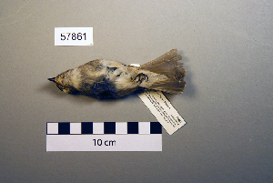  ( - UWBM 57861)  @14 [ ] Copyright (2008) Burke Museum of Natural History and Culture Burke Museum of Natural History and Culture