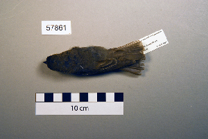  ( - UWBM 57861)  @13 [ ] Copyright (2008) Burke Museum of Natural History and Culture Burke Museum of Natural History and Culture