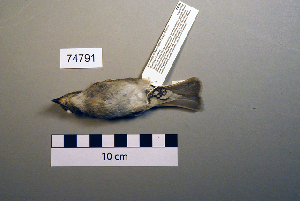  ( - UWBM 74791)  @13 [ ] Copyright (2008) Burke Museum of Natural History and Culture Burke Museum of Natural History and Culture