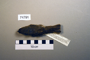  ( - UWBM 74791)  @13 [ ] Copyright (2008) Burke Museum of Natural History and Culture Burke Museum of Natural History and Culture