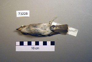  ( - UWBM 73228)  @13 [ ] Copyright (2008) Burke Museum of Natural History and Culture Burke Museum of Natural History and Culture