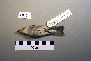  ( - UWBM 60104)  @13 [ ] Copyright (2008) Burke Museum of Natural History and Culture Burke Museum of Natural History and Culture
