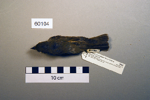  ( - UWBM 60104)  @13 [ ] Copyright (2008) Burke Museum of Natural History and Culture Burke Museum of Natural History and Culture