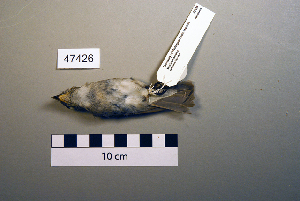  ( - UWBM 47426)  @13 [ ] Copyright (2008) Burke Museum of Natural History and Culture Burke Museum of Natural History and Culture
