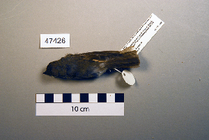  ( - UWBM 47426)  @14 [ ] Copyright (2008) Burke Museum of Natural History and Culture Burke Museum of Natural History and Culture